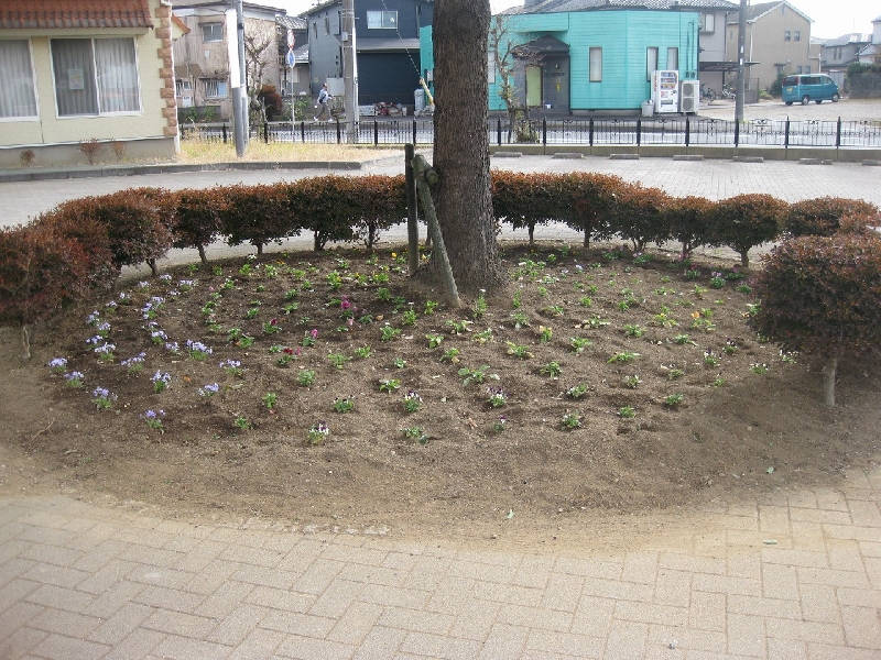 校門前の花壇